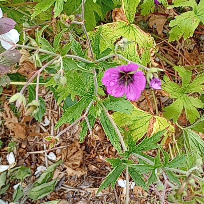 Photo of the plant species Wood Crane's-Bill by @MarkedlyAnise29 named Kardashian on Greg, the plant care app