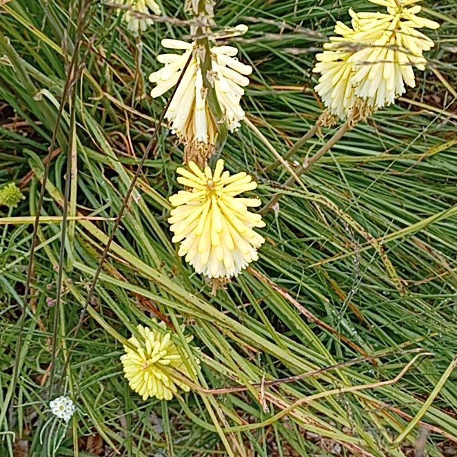 Photo of the plant species Red Hot Poker by @MarkedlyAnise29 named Rihanna on Greg, the plant care app