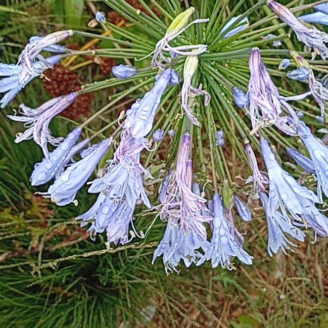 Photo of the plant species Blue Lily by @MarkedlyAnise29 named Hamilton on Greg, the plant care app