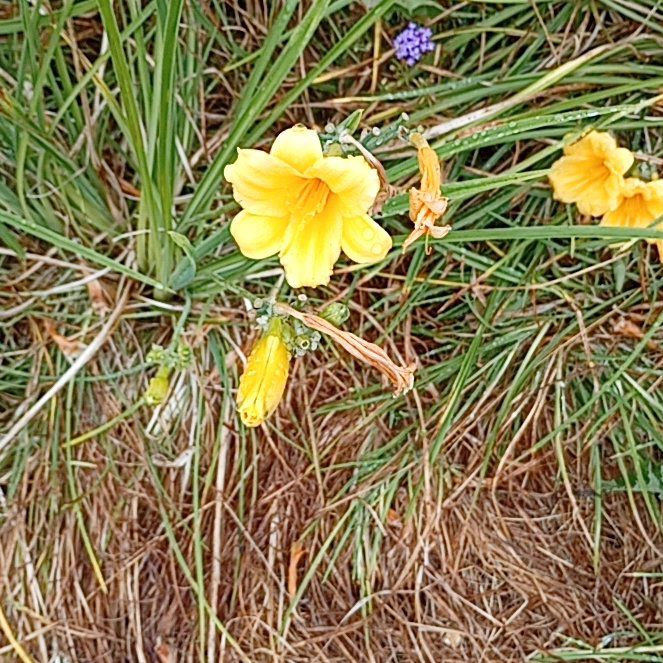 Photo of the plant species Yellow Daylily by @MarkedlyAnise29 named Achilles on Greg, the plant care app