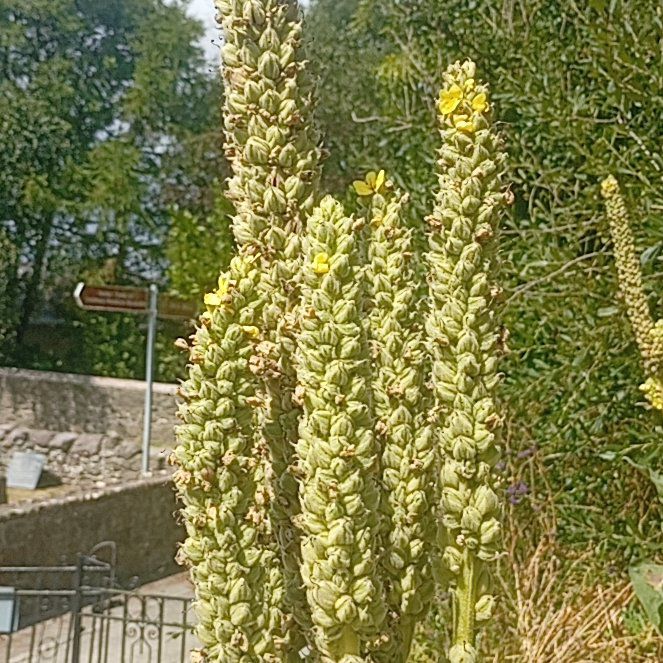 Photo of the plant species Mullein by @MarkedlyAnise29 named Tupot amaroot on Greg, the plant care app