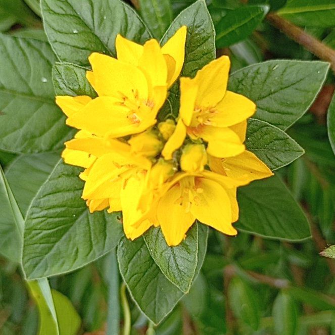 Photo of the plant species Dotted Loosestrife by @MarkedlyAnise29 named Sage on Greg, the plant care app