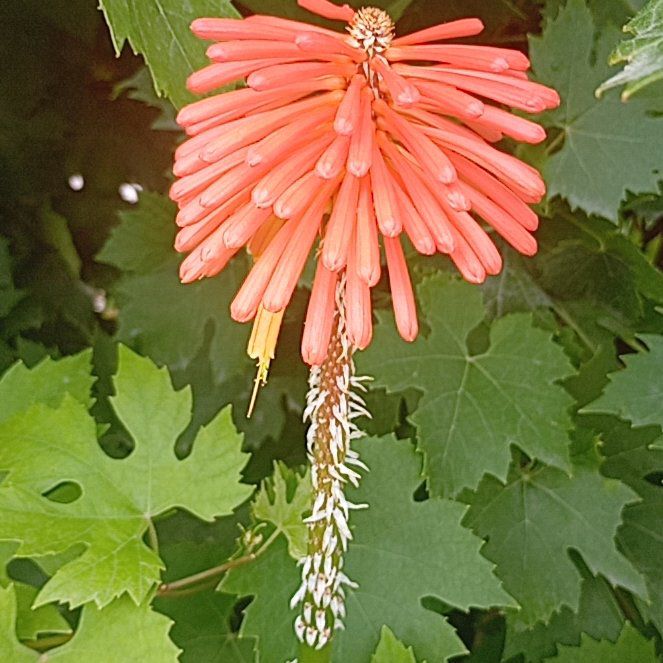 Photo of the plant species Red Hot Poker by @MarkedlyAnise29 named Sherlock on Greg, the plant care app
