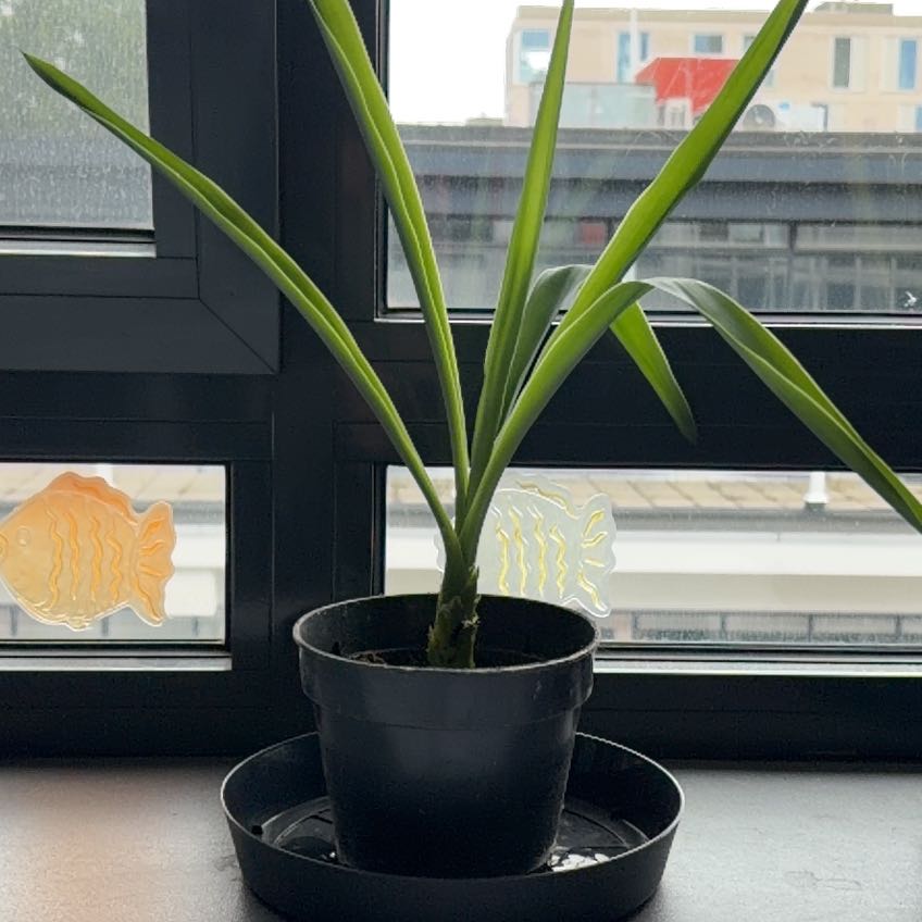 Photo of the plant species Spineless yucca by @CuteOlneya96 named Takkiyakki on Greg, the plant care app