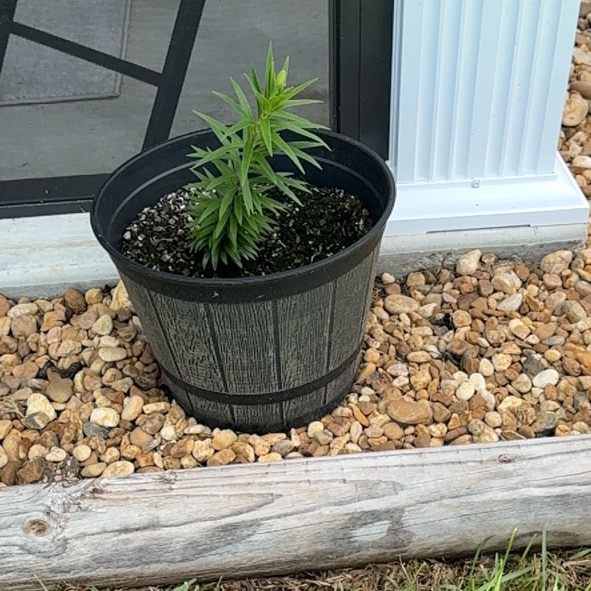 Photo of the plant species Easter Lily by @CarefreeHedera named Forrest on Greg, the plant care app