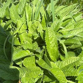 Photo of the plant species Common Teasel by @ExecSuncup71 named Marley on Greg, the plant care app