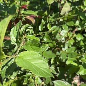Photo of the plant species Common Buckthorn by @ExecSuncup71 named Leaf Erickson on Greg, the plant care app