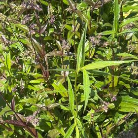 Photo of the plant species Large Thyme by @ExecSuncup71 named McKinley on Greg, the plant care app