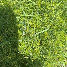 Photo of the plant species Whorled Tickseed by @ExecSuncup71 named Sage on Greg, the plant care app