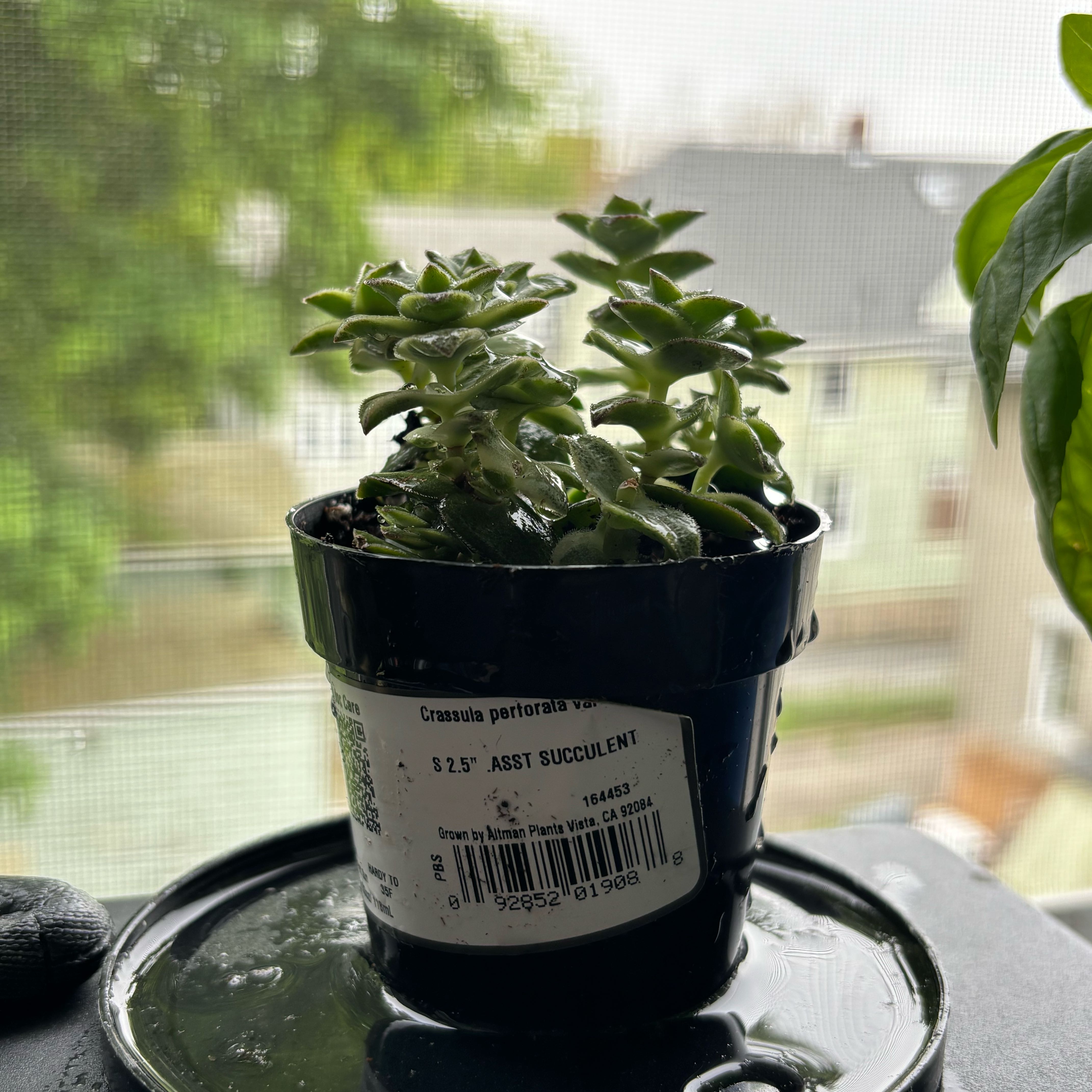 Photo of the plant species Variegated Crassula by @ZealWoodsrose27 named Kinder on Greg, the plant care app