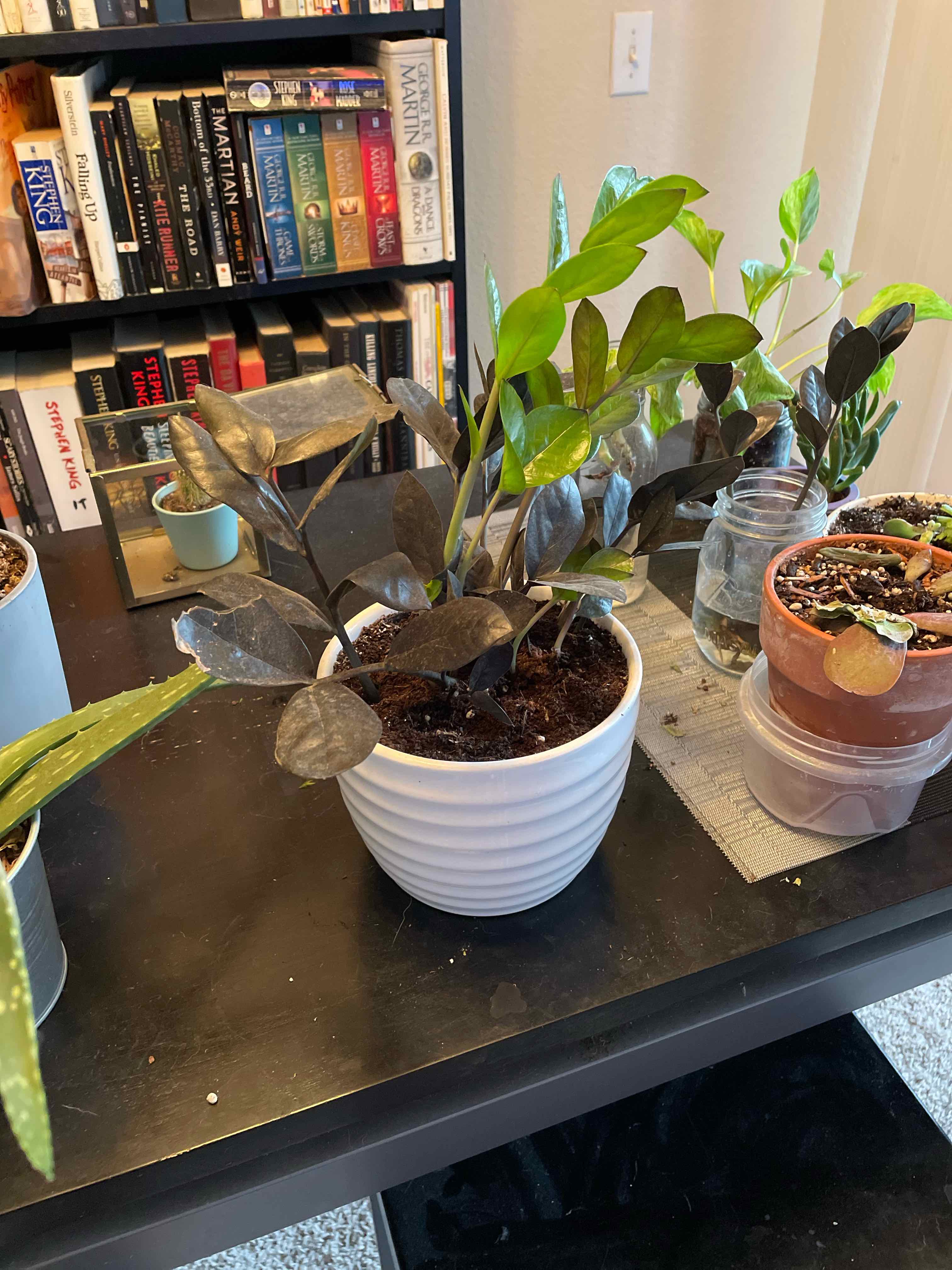 Raven ZZ Plant in a white pot with dark and green leaves, placed on a table.