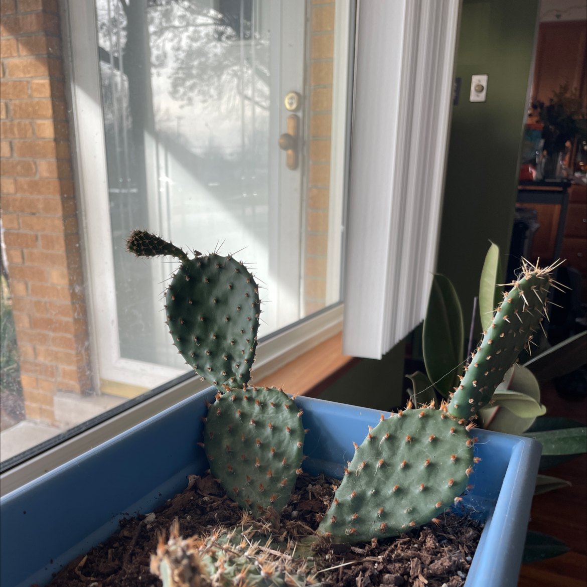 Brownspine Prickly Pear cactus in a blue pot near a window, appears healthy.