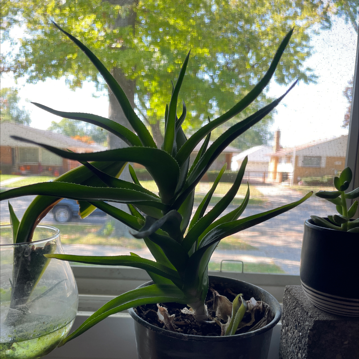 Fynbos aloe plant on a windowsill with visible soil and healthy green leaves.