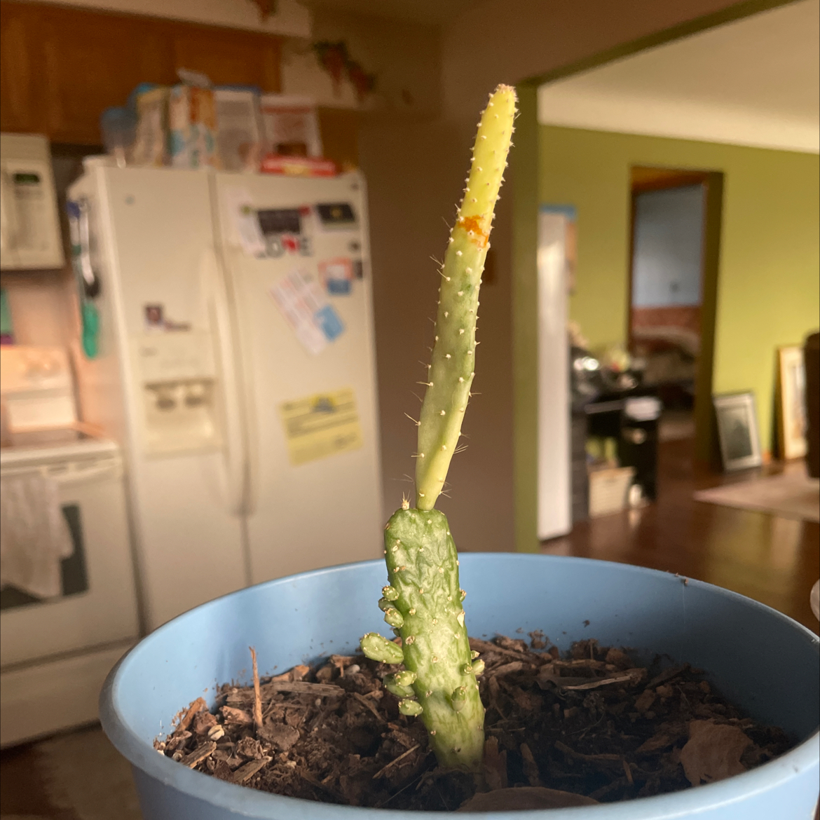 Drooping Prickly Pear plant in a blue pot with visible yellowing in a kitchen setting.