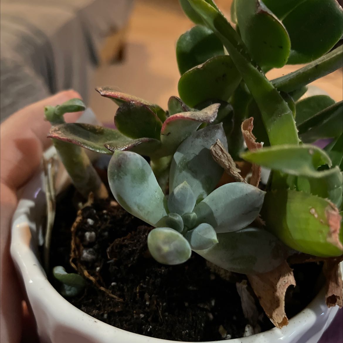 Pachyphytum 'Moon Silver' succulent in a small pot with slight leaf browning.
