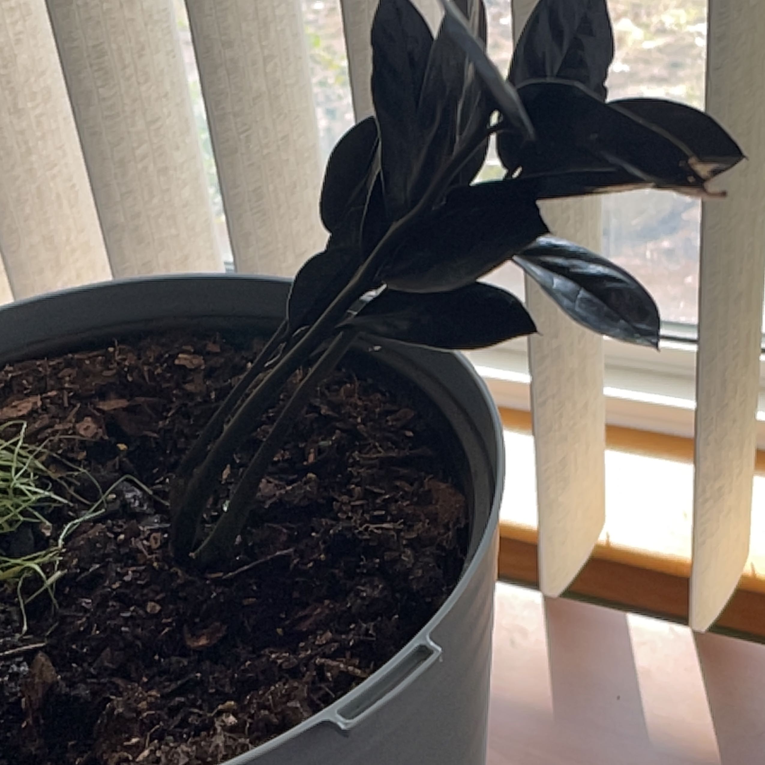 Raven ZZ Plant in a pot near a window with vertical blinds. Soil is visible.
