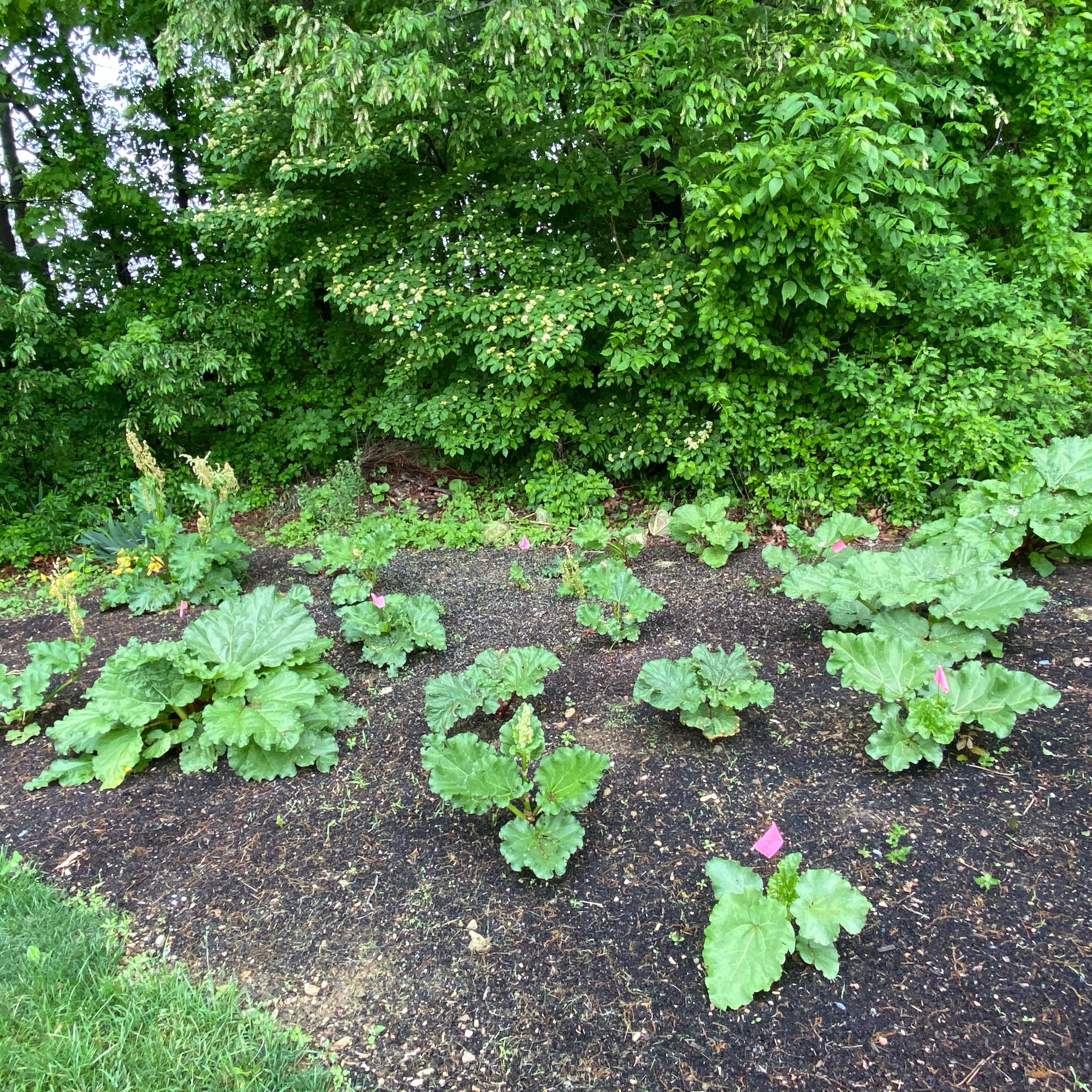 Photo of the plant species Indian Rhubarb by @SlickSnowpeas72 named Queen on Greg, the plant care app