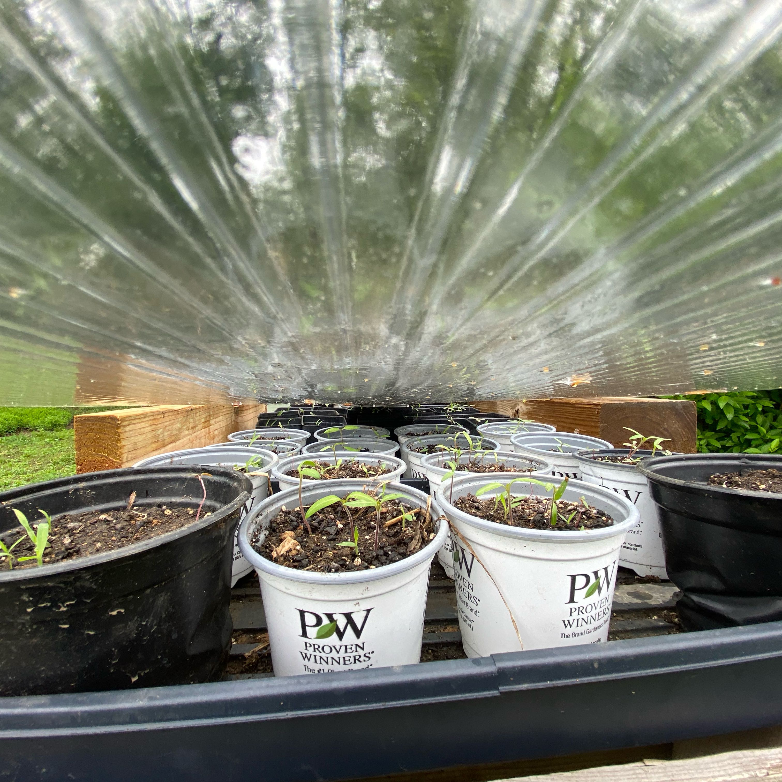 Photo of the plant species Brandywine Heirloom Tomato by @SlickSnowpeas72 named Fernie Mac on Greg, the plant care app