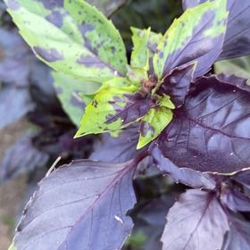 Photo of the plant species Black Opal Basil by @SlickSnowpeas72 named Nithin on Greg, the plant care app