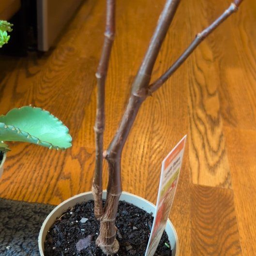 Photo of the plant species Pink mink begonia by @ReveredRhodotus named Forrest on Greg, the plant care app