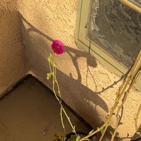 Photo of the plant species Rock Purslane by @SoundlySiricote named Madonna on Greg, the plant care app