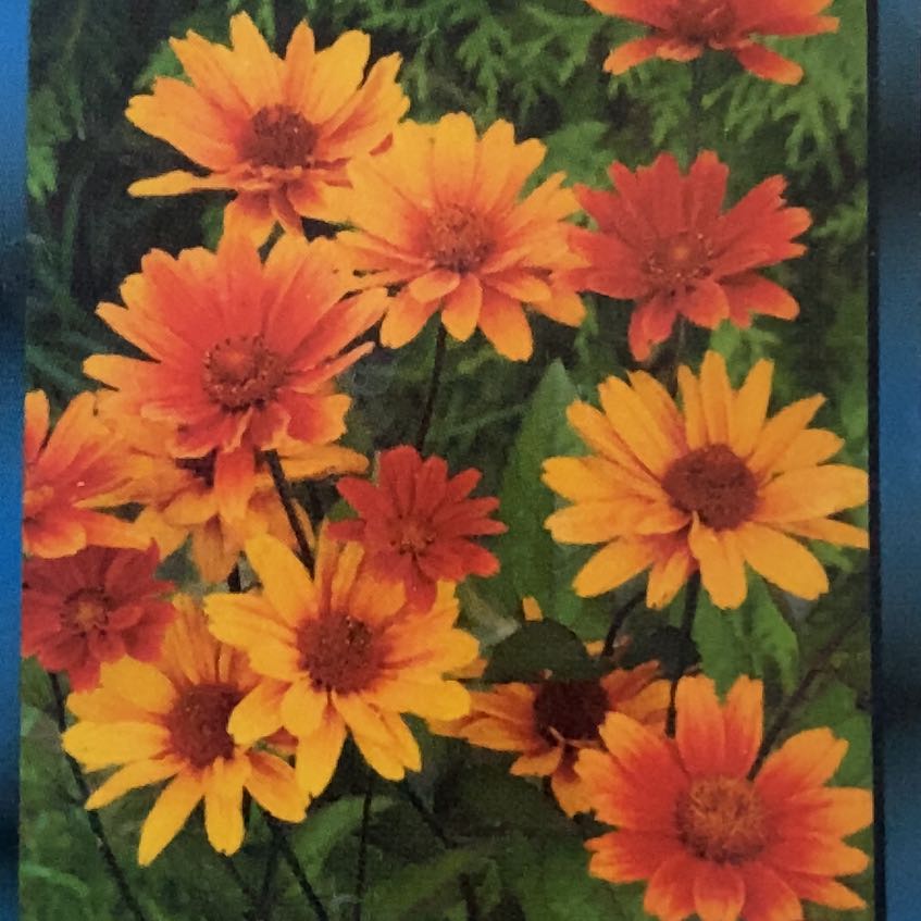 Photo of the plant species Heliopsis 'Bleeding Heart' by @WizardAnthora53 named Khaleesi on Greg, the plant care app