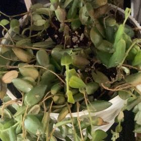 Spike Leaves