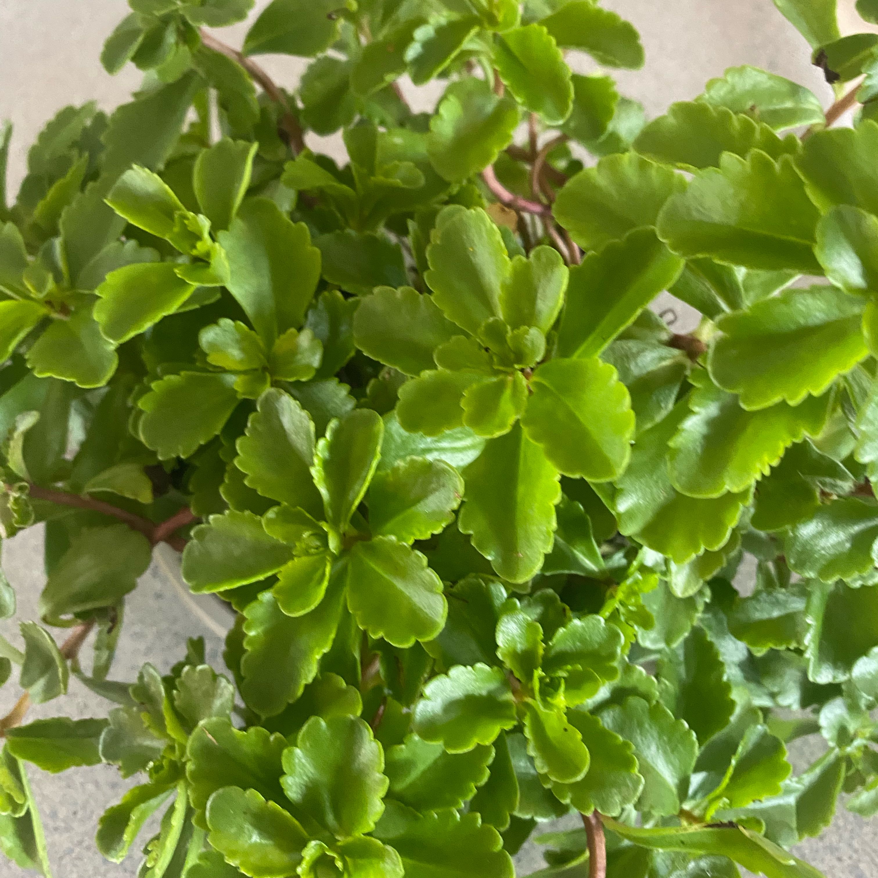 Photo of the plant species Variegated Kamchatka Stonecrop by @WizardAnthora53 named Aristotle on Greg, the plant care app