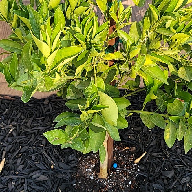 Photo of the plant species Cara Cara Orange Tree by @CaringDutchiris named Winston on Greg, the plant care app