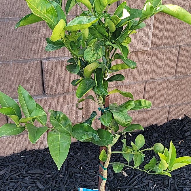 Photo of the plant species pomelo by @CaringDutchiris named McKinley on Greg, the plant care app