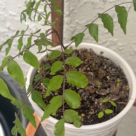 Photo of the plant species Zimbabwe creeper by @ComfortableKoa named Daphne on Greg, the plant care app