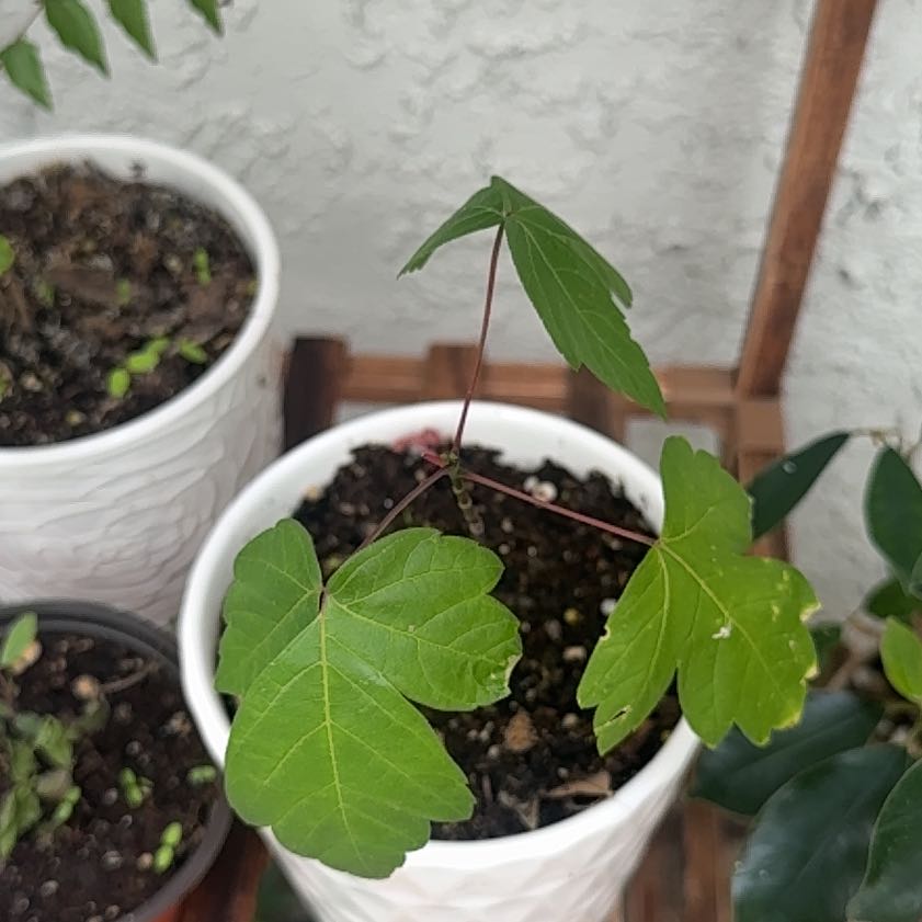 Photo of the plant species Sycamore Maple by @ComfortableKoa named Rainier on Greg, the plant care app