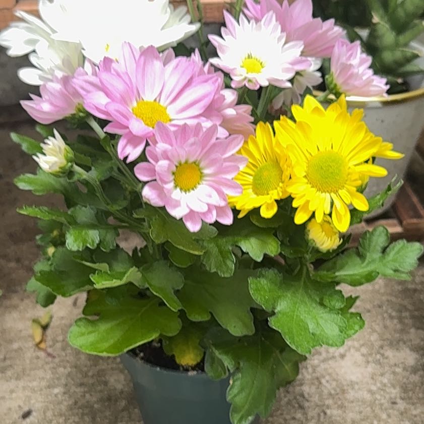 Photo of the plant species Giant Crego Aster by @ComfortableKoa named Elle on Greg, the plant care app