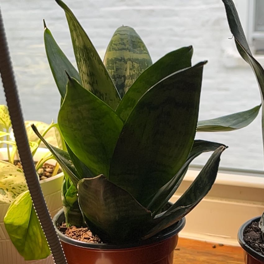 Photo of the plant species Black Robusta Snake Plant by @GoldenCaladium named Sproutacus on Greg, the plant care app