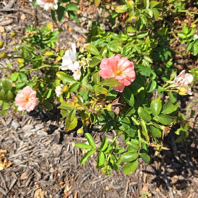 Photo of the plant species Virginian Rose by @FineTupeia28 named Madonna on Greg, the plant care app