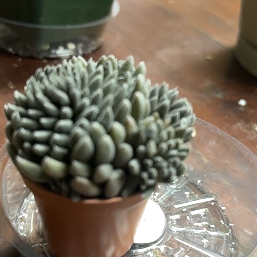 Photo of the plant species Chinese Jade by @BigGarlic78 named Kardashian on Greg, the plant care app