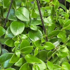 Photo of the plant species Lipstick Plant by @BigGarlic78 named Sahara on Greg, the plant care app