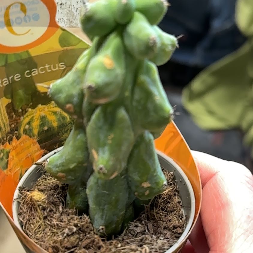 Photo of the plant species Boobie Cactus by @BigGarlic78 named Fernie Mac on Greg, the plant care app