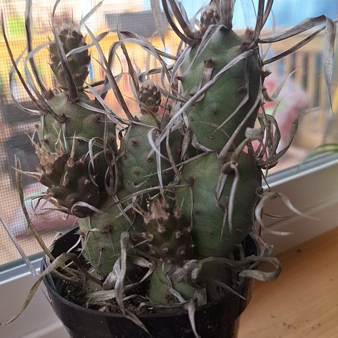 Photo of the plant species Opuntia articulata var. papyracantha by @HeroSweetbox85 named Marilyn on Greg, the plant care app