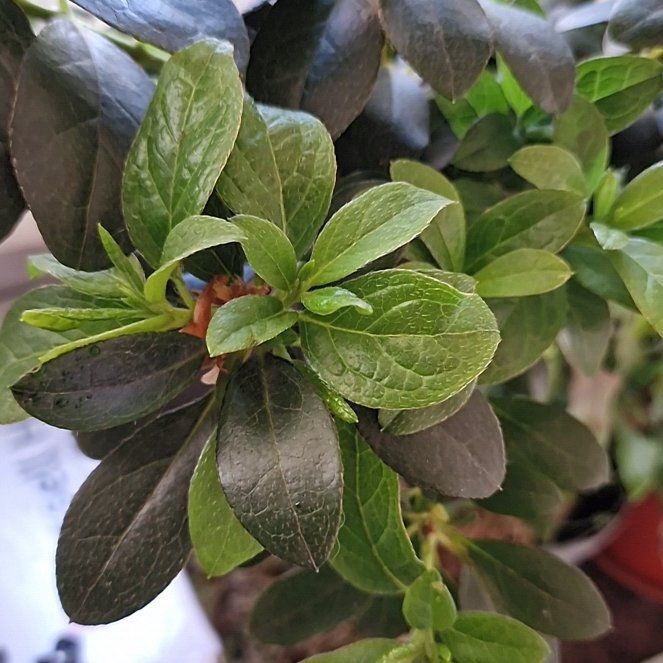 Photo of the plant species White Azalea by @NiftyRedpine40 named Foxxy on Greg, the plant care app