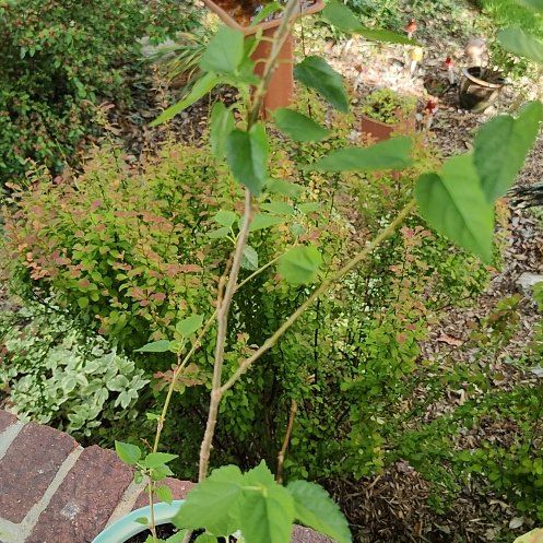 Photo of the plant species Dwarf Red Mulberry by @PrudentRedcap91 named Treeyoncé on Greg, the plant care app