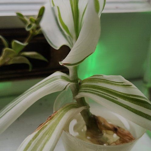 Photo of the plant species Pistachio White by @PrudentRedcap91 named Mochi on Greg, the plant care app