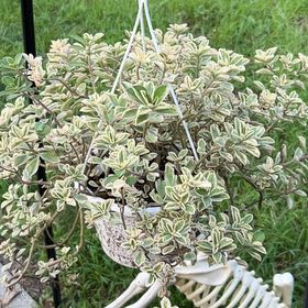 Photo of the plant species Variegated Lobster Flower by @FairWinika62 named Scarlett on Greg, the plant care app