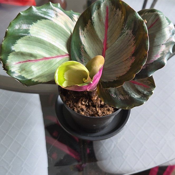 Photo of the plant species Northern lights by @Juniper85 named Aurora on Greg, the plant care app