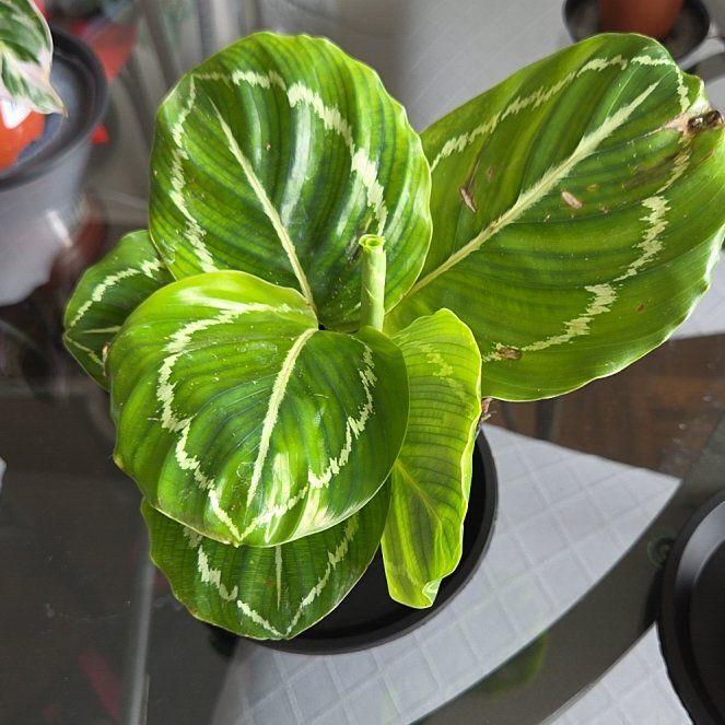Photo of the plant species Green Goddess by @Juniper85 named Midori on Greg, the plant care app