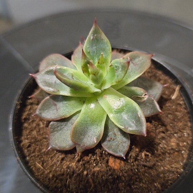 Photo of the plant species Bronze Beauty Echeveria by @Juniper85 named Keir on Greg, the plant care app