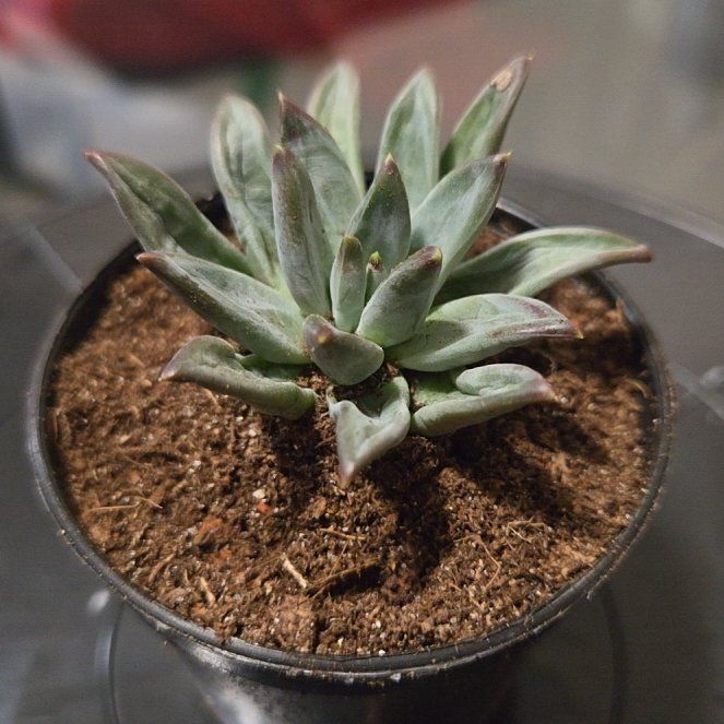 Photo of the plant species Pachyveria glauca 'Little Jewel' by @Juniper85 named Myrtle on Greg, the plant care app