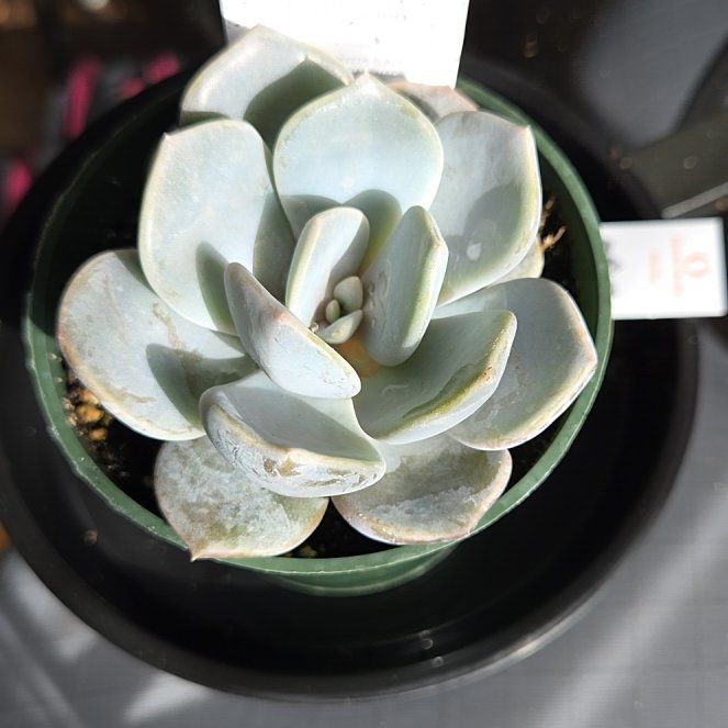 Photo of the plant species Fairy Wash Echeveria by @Juniper85 named Sylvie on Greg, the plant care app