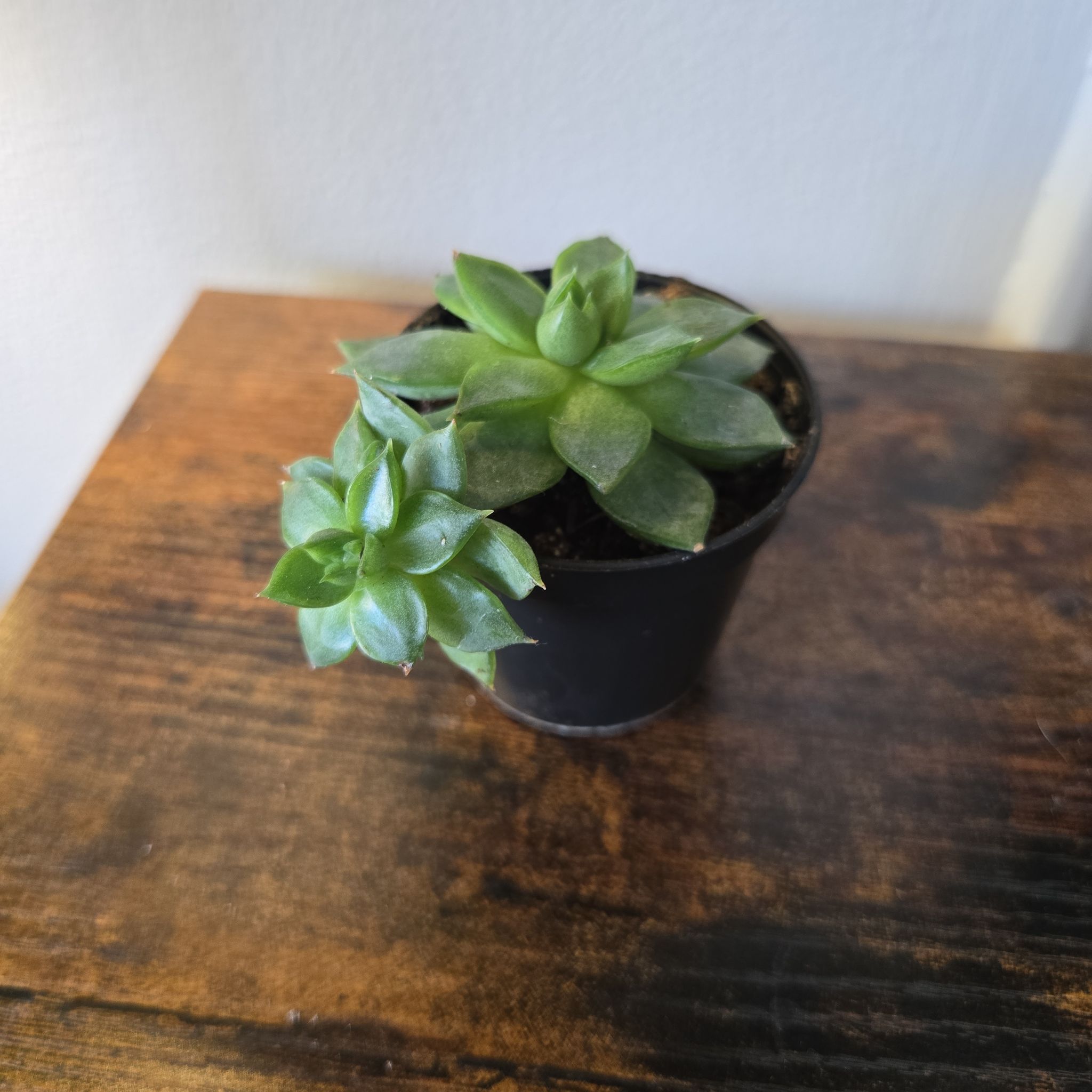 Photo of the plant species Variegated Cathedral Window Haworthia by @Juniper85 named Harper on Greg, the plant care app
