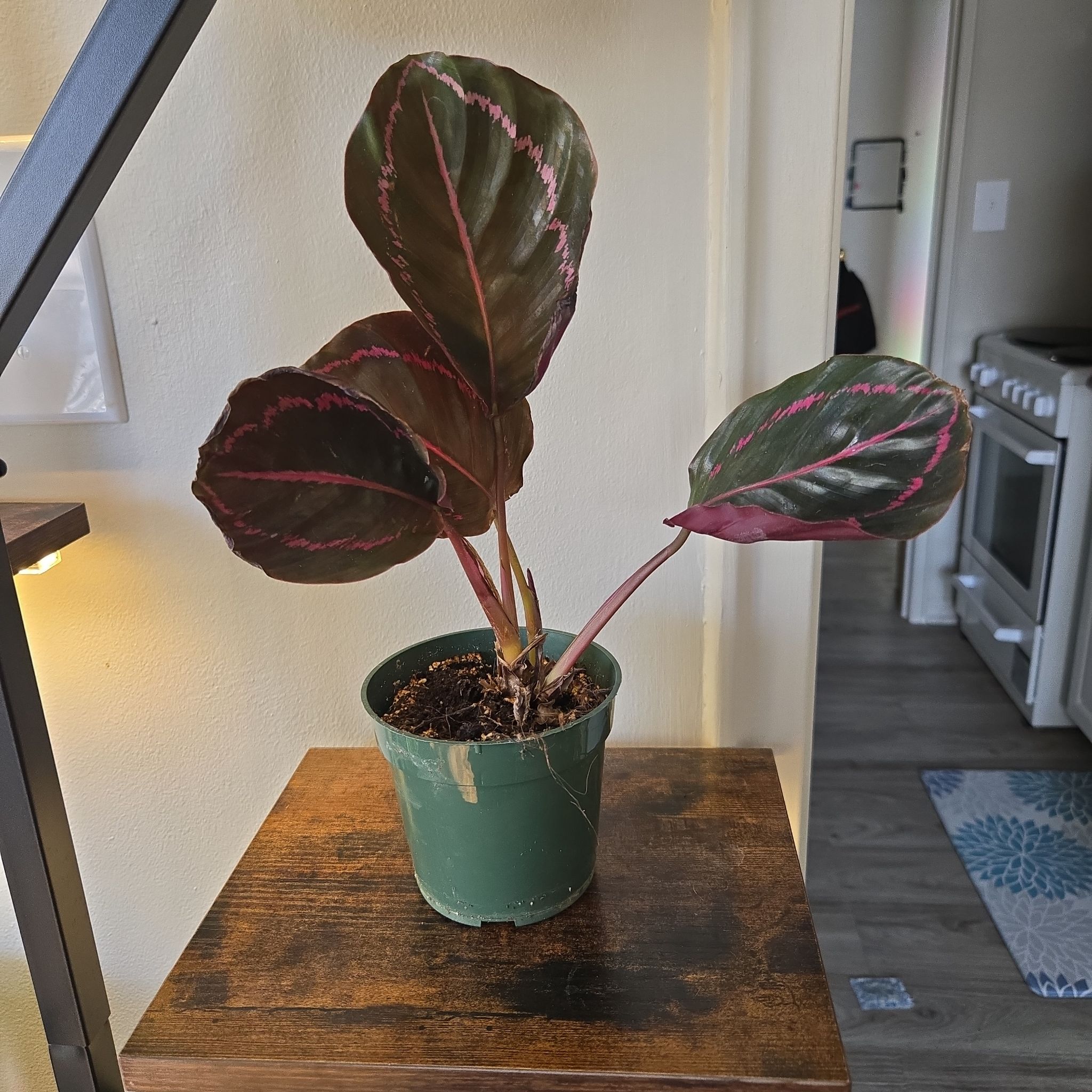 Photo of the plant species Calathea 'Black Rose' by @Juniper85 named Black Lady on Greg, the plant care app